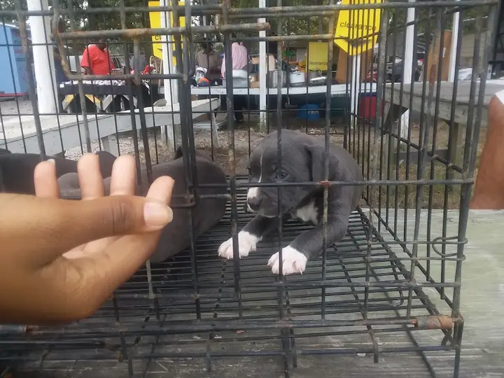 Flea Market