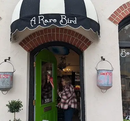 A Rare Bird