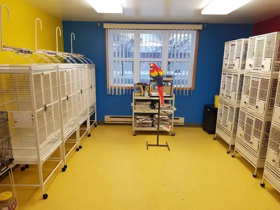 Center For Avian Adoption Rescue And Education