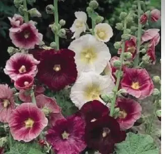 Hollyhocks and Heaven