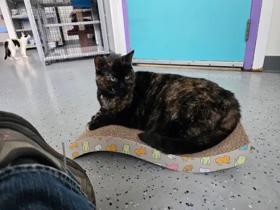Humane society